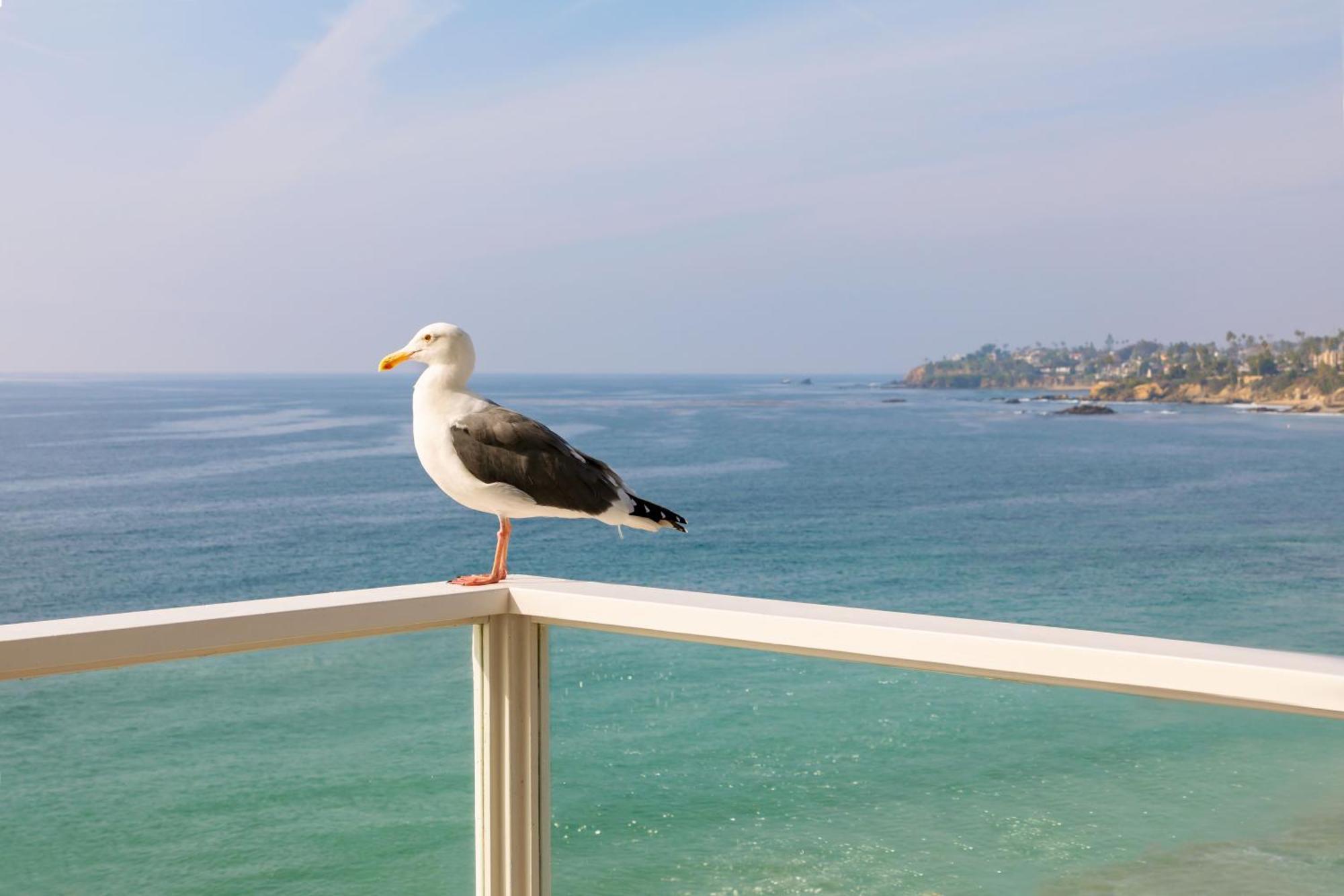 Pacific Edge Hotel Laguna Beach Exterior foto